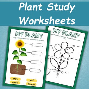 May include: Two plant study worksheets with green borders. One shows a sunflower with labels for stem, roots, leaf, and flower. The other worksheet has a flower outline with lines for labeling plant parts. The title "Plant Study Worksheets" is at the top.