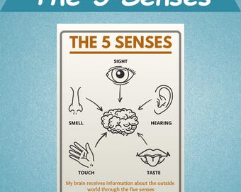 Five Senses Posters | Preschool Kindergarten Posters | 5 Senses Grounding Technique Posters | Classroom Wall Decor | Learning Resources