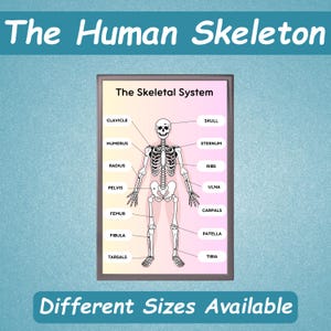Human Skeleton Poster for Kids | Human Bones Printable | Educational Toddler Posters | Kids Learning Activity | Home Schooling Busy Book |
