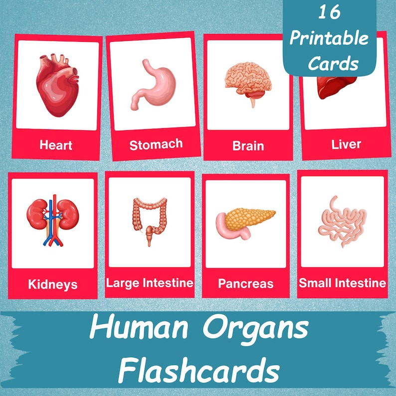 16 Human Organs Flashcards | Human Body Organ Cards for Kids | Internal ...