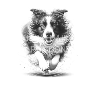 Running Boarder Collie Herding Sublimation Print Ready to Press