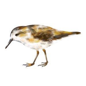 May include: A watercolor illustration of a small bird with a long beak, standing on thin legs. The bird's feathers are a mix of brown, white, and yellow hues. The bird is facing left, with its head slightly lowered, as if looking down.