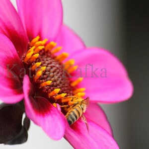 Op de afbeelding: Close-up van een felroze dahlia bloem met een donker centrum en gele meeldraden. Een honingbij zit op de bloemblaadjes, nectar verzamelend. De bloemblaadjes zijn diep roze met een donkerdere tint aan de basis. De achtergrond is vaag grijs.