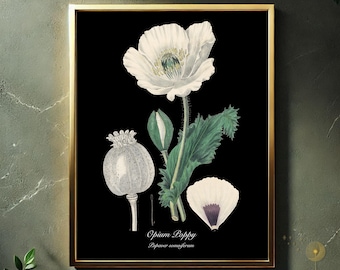 Opium Poppy Botanical Print, Vintage Papaver Somniferum Illustration (Digital Download)