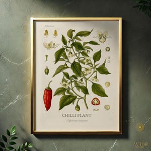 Chili Pflanze Vintage botanische Druck digitaler Download, Capsicum Annuum Wand Kunst Paprika Küche Dekor Gewürzgarten druckbare, Foodie Geschenk