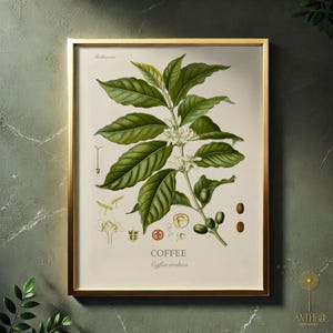 Kaffee Botanische Druck,Coffea arabica Wand Kunst, Kaffeebohne Pflanze Illustration, Küche Garten Dekor, Koffein-Liebhaber Geschenk, Digital Download