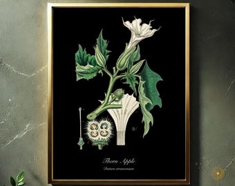 May include: A vintage botanical illustration of a Thorn Apple (Datura stramonium) plant with white flowers and green leaves on a black background.
