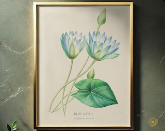 Blue Lotus Vintage Botanical Print – Sacred Flower Art (Digital Download)