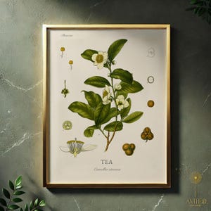 Teepflanze botanische Druck, Camellia sinensis Vintage Illustration, Kräuter Wand Kunst, Küche Garten druckbare, Geschenk, digitales Poster
