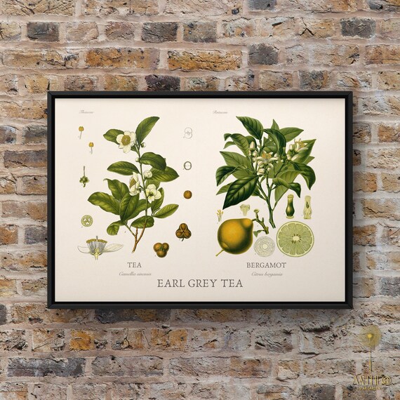 Earl Grey Tea Botanical Art Print, Bergamot Citrus (digital Download) - Etsy