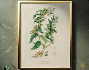 Henbane Botanical Print, Vintage Witchy Decor (Digital Download)
