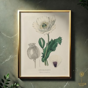 Opium Poppy Botanical Print, Papaver somniferum Illustration, Vintage Plant Art, Printable JPEG, Digital Download Apothecary Botany Decor