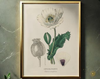 Opium Poppy Botanical Print, Vintage Papaver somniferum Art (Digital Download)