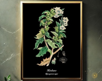 Lámina botánica de beleño: arte vintage de plantas venenosas (descarga digital)
