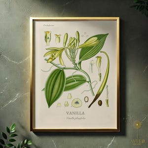 Vanilla Botanical Print, Vanilla Planifolia Plant Art, Kitchen Wall Decor, Vanilla Bean Poster, Culinary Herb Print, Digital Download JPEG