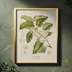 Silvervine Botanical Art Print, Actinidia polygama Illustration, Herbal & Catnip Alternative, Digital Download Wall Art, Plant Wall Art