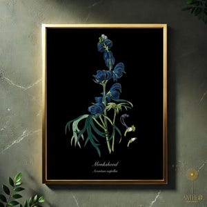 Monkshood Botanical Print – Aconitum napellus Digital Art – Poisonous Plant Dark Academia Gothic Wall Art Apothecary Herb Illustration JPEG