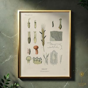 Ergot Claviceps purpurea Botanical Illustration JPEG, Digital Download, Vintage Poisonous Plant Art Print, Apothecary Wall Decor Printable