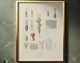 Ergot Botanical Illustration, Vintage Poisonous Plant Art (Digital Download)