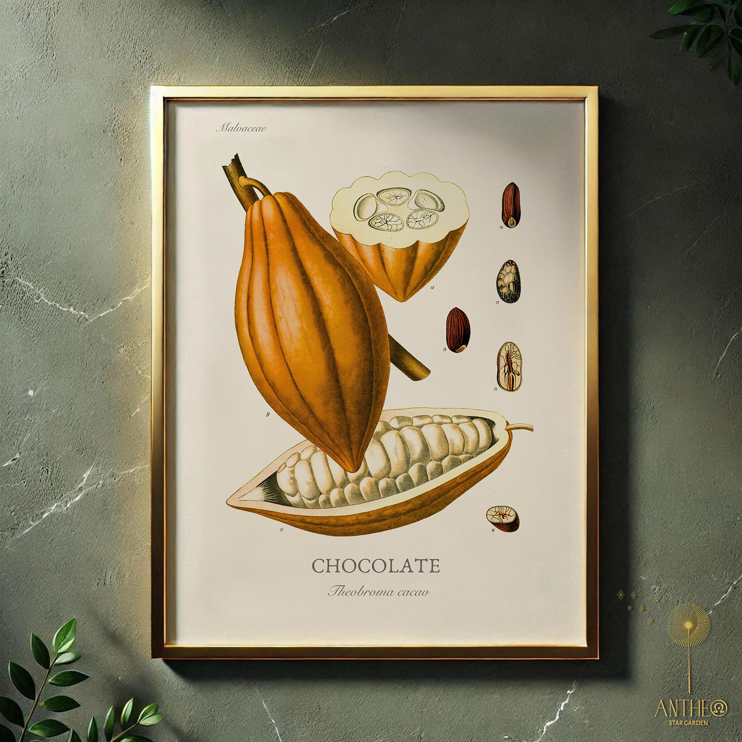 Plant De Cacaoyer Hybride (cacao Jaune) - Racines Nues - BeauFlora - Pour Semis