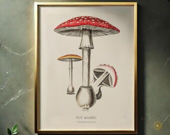 May include: A framed botanical print featuring a detailed illustration of Fly Agaric mushrooms. The largest mushroom has a red cap with white spots. The print includes the text "FLY AGARIC" and the scientific name "Amanita muscaria". The frame is gold.