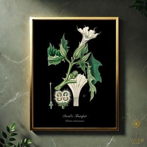 Teufelsstrompete Botanische Illustration - Datura stramonium Digital Art - Giftige Pflanze Dark Academia Gothic Wand Kunst Toxic Herb Illustration JPEG