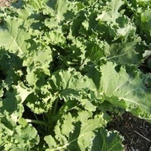 Borecole Thousand Head 450 Seeds | Heirloom Kale Variety | Large Nutritious Leafy Greens for Garden & Kitchen Use