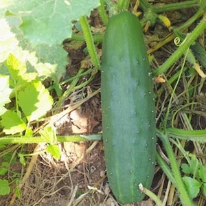 Cucumber Seeds Marketmore – 10 Seeds | High Yield Fast Growing Vegetable Seeds