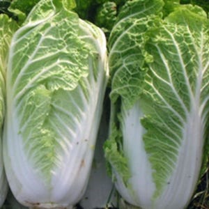 Chinese Cabbage Seeds Wong Bok  100 Seeds | Quick Growing Beginner Friendly Vegetable Seeds