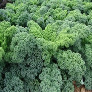 Borecole F1 Kapitan 25 Seeds | Premium Hybrid Kale Variety | Hardy Nutritious Leaves for Garden & Cooking
