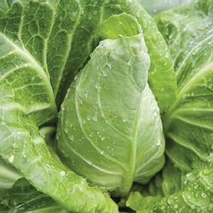 Cabbage Wheelers Imperial 1000 Seeds | Traditional Heirloom Variety | Compact Tender Heads Perfect for Kitchen Gardens & Winter Harvests