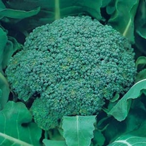 Calabrese Green Magic 25 Seeds | Premium Hybrid Broccoli | Uniform Smooth Heads Ideal for Market Growers & Home Vegetable Plots