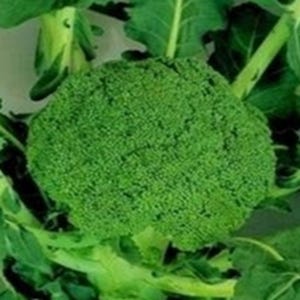 Calabrese Broccoli Seeds F1 Marathon – 25 Seeds | High Yield Reliable Variety Vegetable Seeds