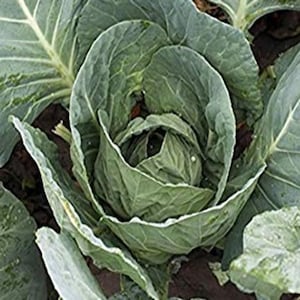 Cabbage F1 Evergreen 25 Seeds | Reliable Hybrid Variety | Crisp Green Heads Perfect for All-Season Gardening & Fresh Eating