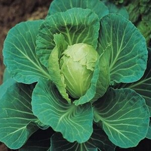 Cabbage Golden Acre 1200 Seeds | Classic Heirloom Variety | Early Maturing Round Heads Perfect for Small Gardens & Fresh Harvests