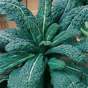 Borecole Nero Di Toscana 1000 Seeds | Italian Heirloom Kale | Dark Leafy Greens Ideal for Garden Growing & Healthy Cooking