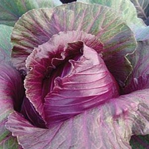 Cabbage Kalibos Red 550 Seeds | Rare Heirloom Variety | Pointed Sweet Heads Ideal for Salads, Pickling & Home Gardens