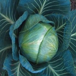 Cabbage F1 Stonehead 50 Seeds | Reliable Hybrid Variety | Firm Compact Heads Perfect for Home Gardens & Market Farming