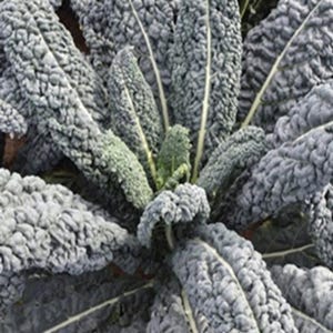 Borecole F1 Yurok 20 Seeds | Hybrid Kale Variety | Hardy Nutritious Greens for Home Gardens & Cooking