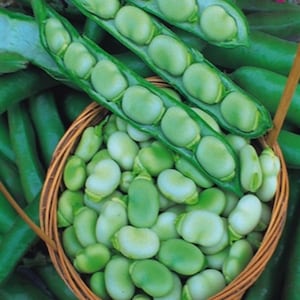 Broad Bean Masterpiece Green Longpod 10 Seeds | Heirloom Variety | Nutritious High-Yield Pods for Home & Market Gardens