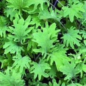 Borecole Red Russian 1800 Seeds | Heirloom Kale Variety | Hardy Nutritious Leafy Greens for Garden & Culinary Use