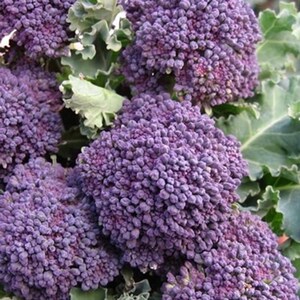 Broccoli Early Purple Sprouting 3000 Seeds | Heirloom Variety | Nutritious Tender Broccoli for Home & Market Gardens
