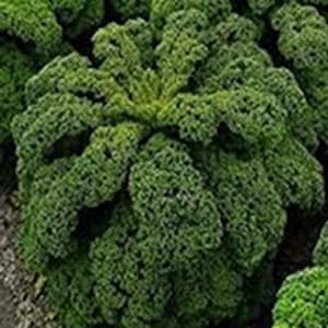 Borecole Kapral 250 Seeds | Winterharde boerenkool | Compacte groene bladeren voor gezond koken en gemakkelijk thuis tuinieren