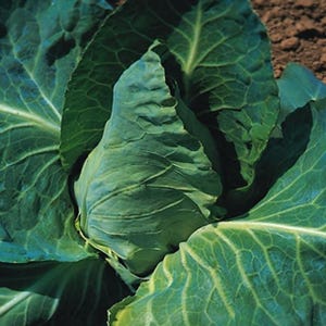 Cabbage Greyhound 1000 Seeds | Early Maturing Heirloom | Compact Pointed Heads Perfect for Small Gardens & Fresh Cooking