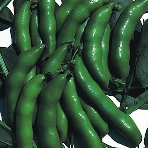 Broad Bean Seeds The Sutton Dwarf – 10 Seeds | Fast Growing Productive Crop Vegetable Seeds