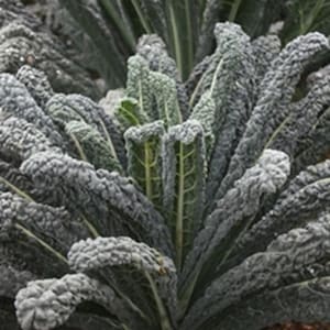 Borecole Black Magic 100 Seeds | Donkere boerenkoolvariëteit | Winterharde voedzame groenten voor huis en moestuinen