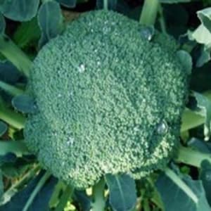 Calabrese F1 Zen 25 Seeds | Premium Hybrid Broccoli Variety | Uniform High-Yield Plants for Containers, Allotments & Market Gardening