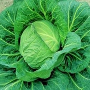 Cabbage F1 Spring Hero 25 Seeds | Hardy Hybrid Variety | Early Season Round Heads Ideal for Home Growing & Fresh Harvests