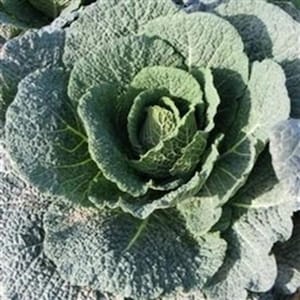 Cabbage F1 Wirosa 20 Seeds | Reliable Hybrid Variety | Compact Firm Heads Perfect for Kitchen Gardens & Market Growing