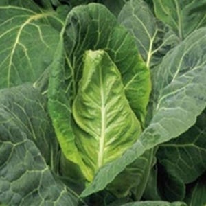 Cabbage April 1000 Seeds | Hardy Spring Heirloom Variety | Early Maturing Green Heads Perfect for Home Gardens & Fresh Harvests